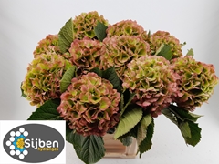 Hydrangea Verena Classic 80cm 18-20cm Hd