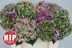 Hydrangea Rodeo Red Classic 50cm 16-18cm Hd