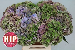 Hydrangea Rodeo Red Classic 60cm 18-20cm Hd