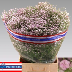 Gypsophila Paniculata My Pink 80cm 35gr.