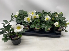 Helleborus Happy Day 12Ø 26cm