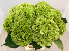 Hydrangea Verena Classic 60cm 19-21cm Hd