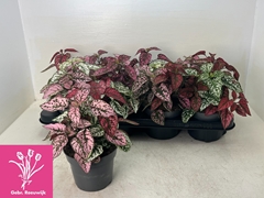 Hypoestes Confetti Compact Mix 12Ø 22cm