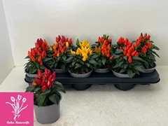 Capsicum Salsa Mix 10Ø 18cm