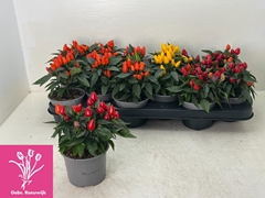 Capsicum Salsa Mix 10Ø 19cm