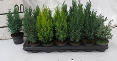 Conifers Mix 9Ø 20cm