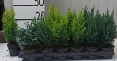 Conifers Mix 9Ø 25cm
