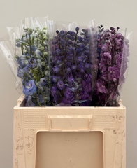 Delphinium Double Mix 60cm