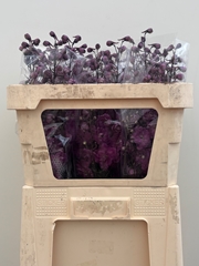 Delphinium Double Dev Mojo Magenta 70cm