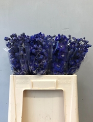Delphinium Double Dewi Blue Star 60cm