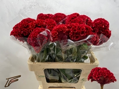 Celosia Argentea Flashing 56cm