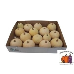 Cucurbita Pepo Baby Boo 7cm