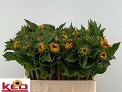 Helianthus Sunrich Provence 60cm