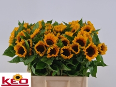 Helianthus Sunrich Provence 60cm