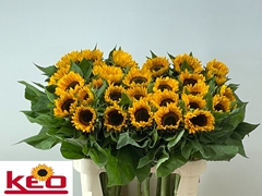 Helianthus Sunrich Provence 80cm