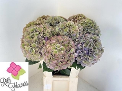 Hydrangea Royal Parade Classic 80cm 22-24cm Hd