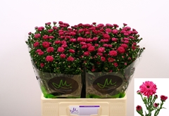Aster Flash 60cm 15gr.