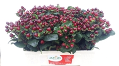 Hypericum Coco Montana 50cm