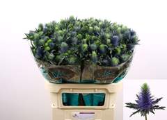 Eryngium Supernova Questar 80cm