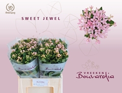 Bouvardia Single Sweet Jewel 60cm