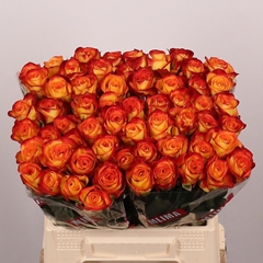 Rosa Firefox 40cm
