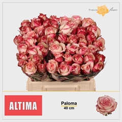 Rosa Paloma 40cm