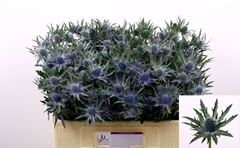 Eryngium Orion Questar 50cm