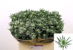 Eryngium Sirius Questar 60cm