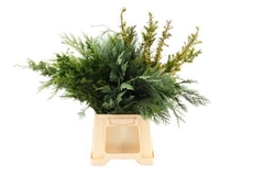 Coniferen Green