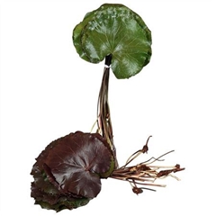 Galax Urceolata Per Bunch 25cm