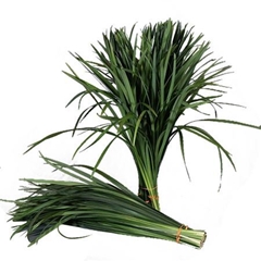 Ophiopogon Jaburan T-Grass Per Bunch 50cm