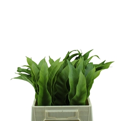 Asplenium Kyoto 45cm