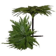 Sticherus Cunninghamii 50cm
