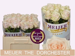 Rosa Dorchester+ 50cm