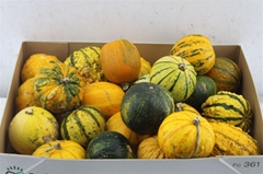 Cucurbita Pepo Mix 9cm