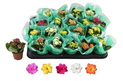 Kalanchoe Double Rosaline Mix 6Ø 12cm