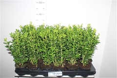 Buxus Sempervirens 9Ø 28cm