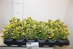 Euonymus Japonicus Marieke 9Ø 12cm
