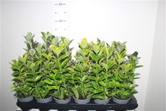 Euonymus Mix 9Ø 19cm