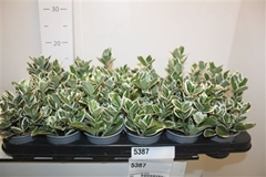 Euonymus Kathy 9Ø 12cm