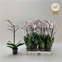 Phalaenopsis Red Lips 9Ø 45cm 1st