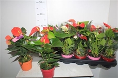 Anthurium Mix 10Ø 30cm