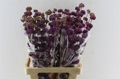 Callicarpa Bodinieri Giraldii 70cm
