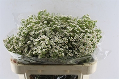 Chamelaucium Pearl Buttons 70cm 90gr.