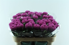 Chrysanth Single Roxo 70cm 85gr.