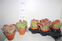 Kalanchoe Thyrsiflora 11Ø 19cm