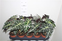 Alocasia Polly 12Ø 30cm