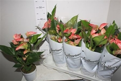 Anthurium Livium Red 12Ø 40cm