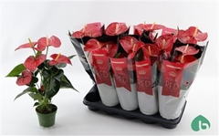 Anthurium Querida 12Ø 45cm