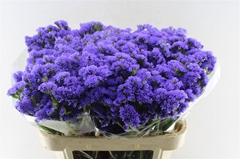 Limonium Sinuatum Pippa Wings 75cm 55gr.